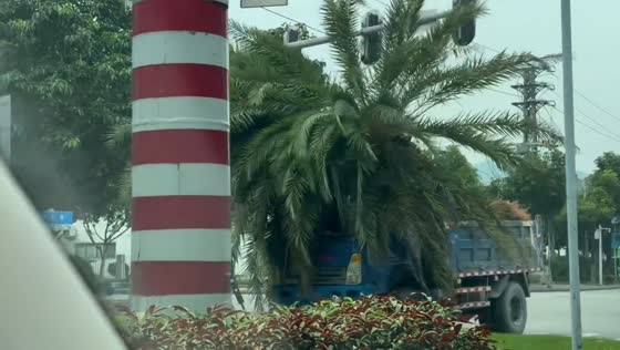 Truck drives with palm tree blocking windshield in Guangdong, China