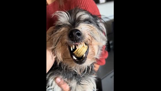 Caught in the act: dog thief carried away from kitchen with stolen goods