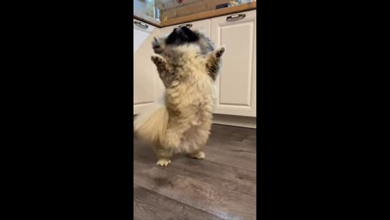 Dog spins on two feet while trying to reach food in Chelyabinsk, Russia