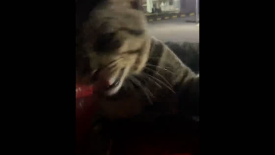 Cat playfully paws at camera after being disturbed