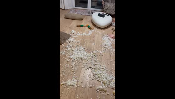 Dogs appear guilty after tearing apart bed in Poznań, Poland