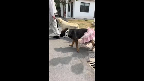 Dog fashion show with high heels in Shandong, China