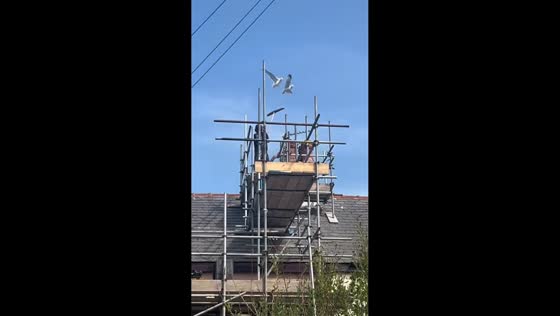 Seagulls disrupt rooftop workers in Lancashire, England, UK