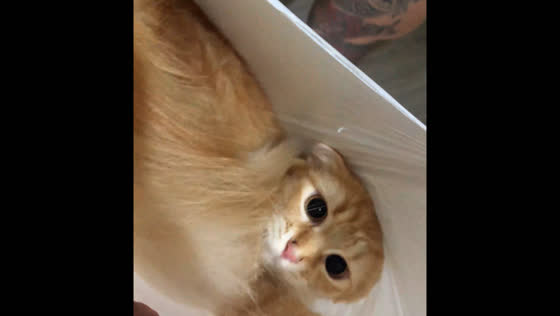 Cat voluntarily enters a plastic bag and lies down calmly