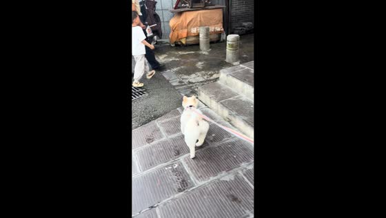 Dog slips into cross-legged pose while urinating in Hunan, China