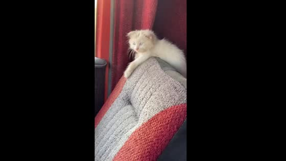 Russian trucking adventures: 'navigator' cat takes the co-pilot seat!