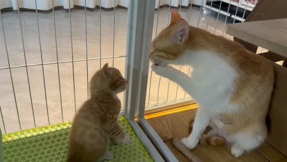 Kitten copies mother cat while learning to wash its face in Shaanxi, China