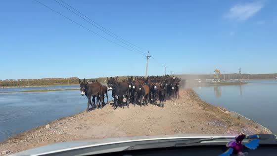 Herd of donkeys hilariously blocks a road while crossing near a lake in Heilongjiang, China