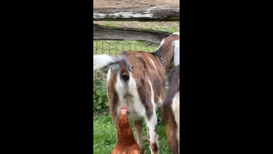 Chicken startles goat with unexpected peck in Toronto, Canada