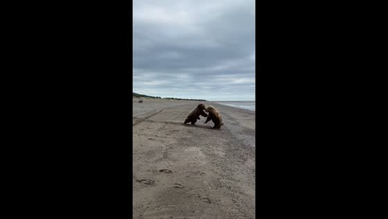 Wild bears play fight on beach in Kenai, Alaska, USA