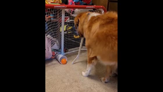 Dog scores ball into can using hockey stick in Everett