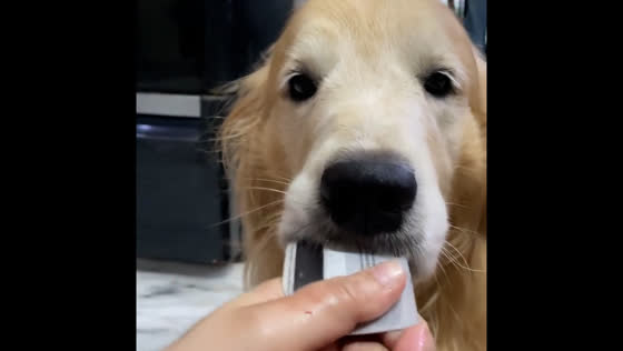 Dog refuses to give up debit card in Delhi
