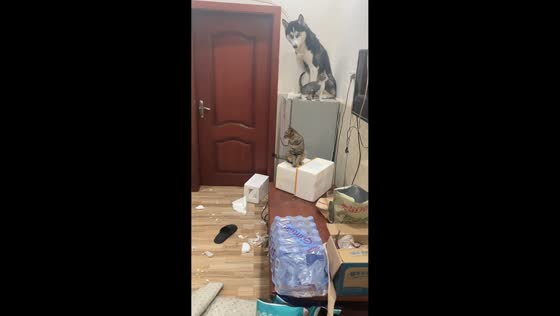 Guilty-looking husky and cats hilariously avoid blame for mess in Jiangxi, China