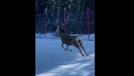 Deer hops through snow at Nakiska Ski Area in Canada