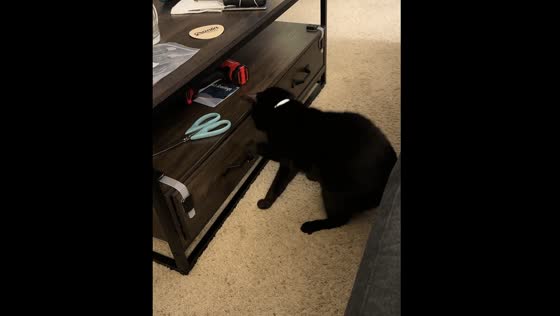 Cat attempts to open locked drawer in Huntington Beach