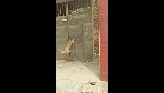 Dogs slip through gate hole after being scared in Henan, China