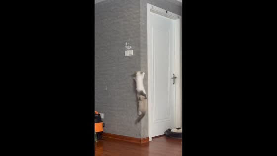 Two playful kittens tumble after climbing the wall in Fujian, China