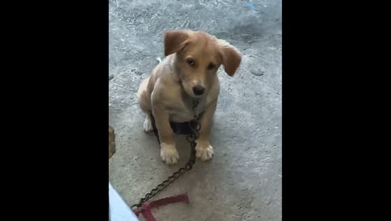 Dog in Santa Rosa gives owner a funny look after being tied up