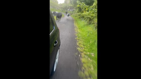 Cows take over road to Ballycastle Beach