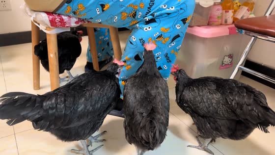 Chickens peck at owner’s clothing in amusing moment in Beijing, China