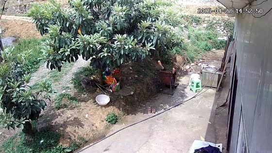 Rocking chair fall leads to dog bite in Guizhou, China