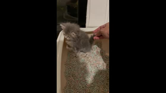 Tiny Luna's lesson: mastering litter box etiquette at 1.5 months