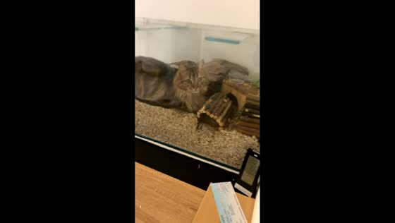Curious cat squeezes into hamster’s terrarium in Valence, France