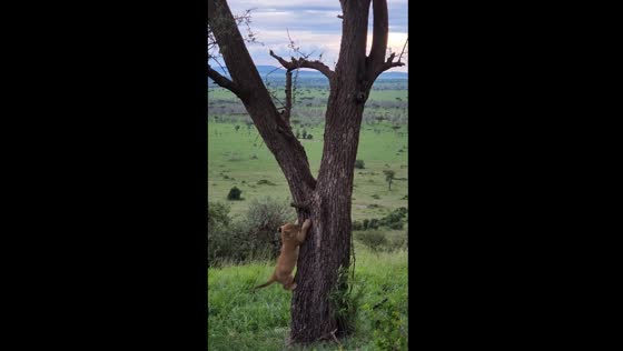 Playful lion cubs collaborate in tree climbing adventure