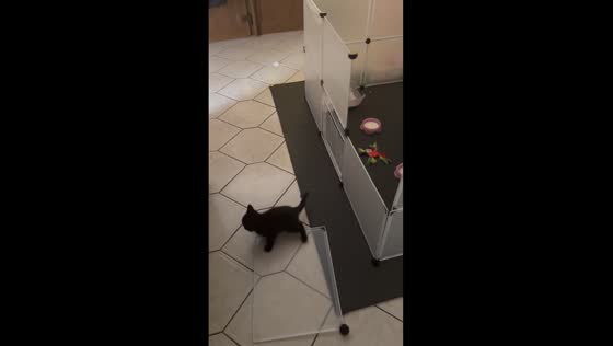 Kitten's daring escape: Bad Salzdetfurth dash