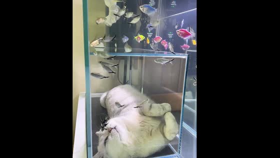 Cat watches fish from under an aquarium in Fujian, China