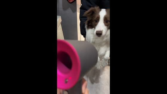 Dog hilariously tries to bite hair dryer in Sichuan, China