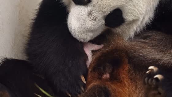 Landmark moment: Moscow Zoo welcomes first giant panda cub in Russian history