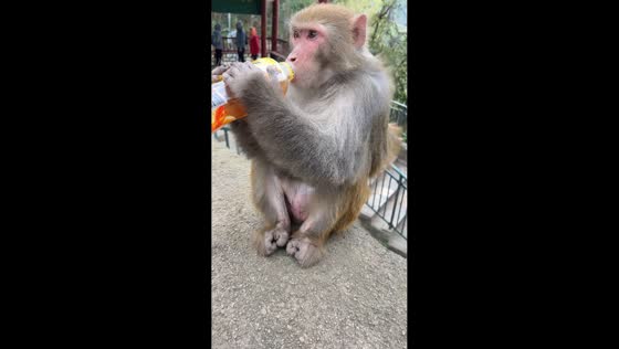 Monkey snatches drink from tourist in Guiyang, China