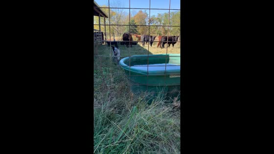 Pup takes on cows: a hilarious encounter in Silver Point, Tennessee
