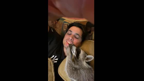 Playful raccoon charms in hilarious mouth-opening antics