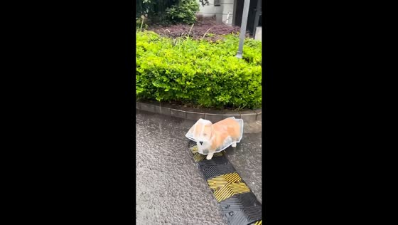 Corgi strolls through the rain in tiny transparent raincoat in Zhejiang, China