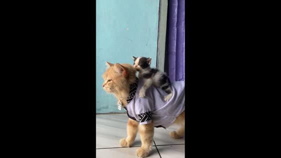Adorable kitten clings to dressed cat in Jakarta, Indonesia