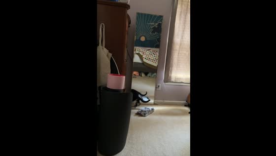 Cat's mirror play ends in a crash