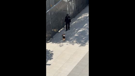 Playful corgi enjoys a game of fetch with a security guard in Xinyang, China