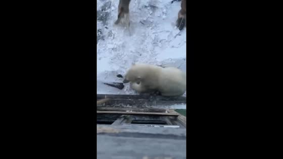 Dogs chase away polar bear that broke into explorers’ home in Bulunsky, Russia
