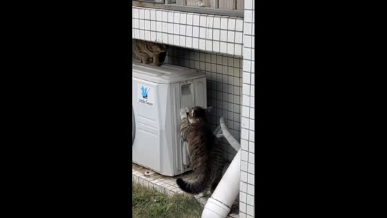 Cats interact behind air conditioner in Guangdong, China