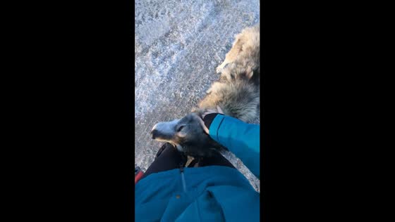 Encounter in Rankin Inlet: meeting a mysterious canine