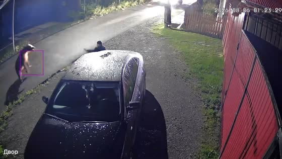 Man narrowly avoids bear encounter in Ivdel, Russia