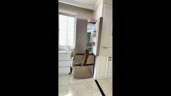 Curious cat explores refrigerator in Shaanxi, China