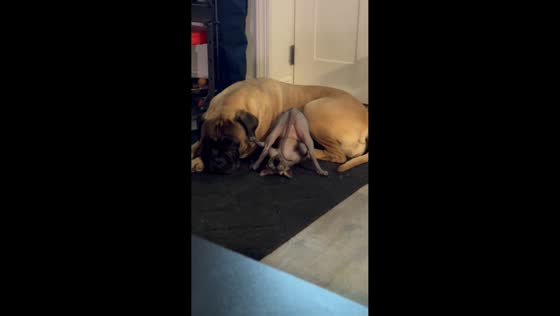 Upside-down cat poses humorously on bullmastiff in Medford, New York, USA