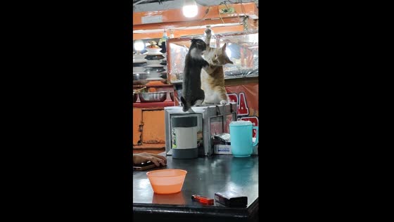 Intense cat standoff: fierce face-off in Pekanbaru, Indonesia