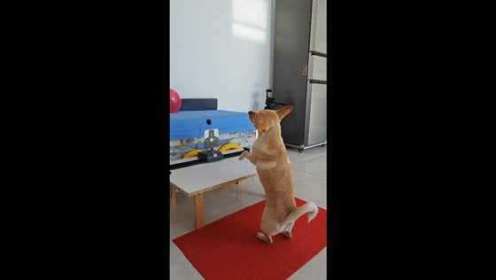 Playful dog uses a rubber sling to hit a moving target system in Heilongjiang, China