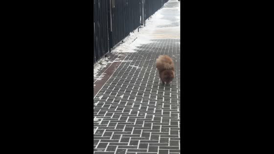 Dog walks on two front legs like an acrobat in Tyumen, Russia