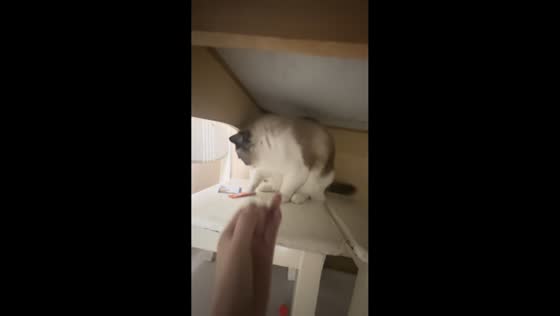 Cat playfully swats owner's hand in Sichuan, China