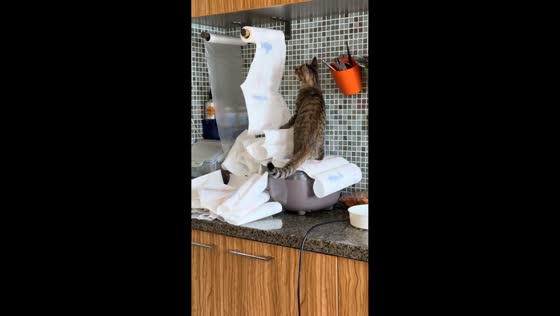 Cat unrolls fish-patterned paper towels in Liaoning, China  